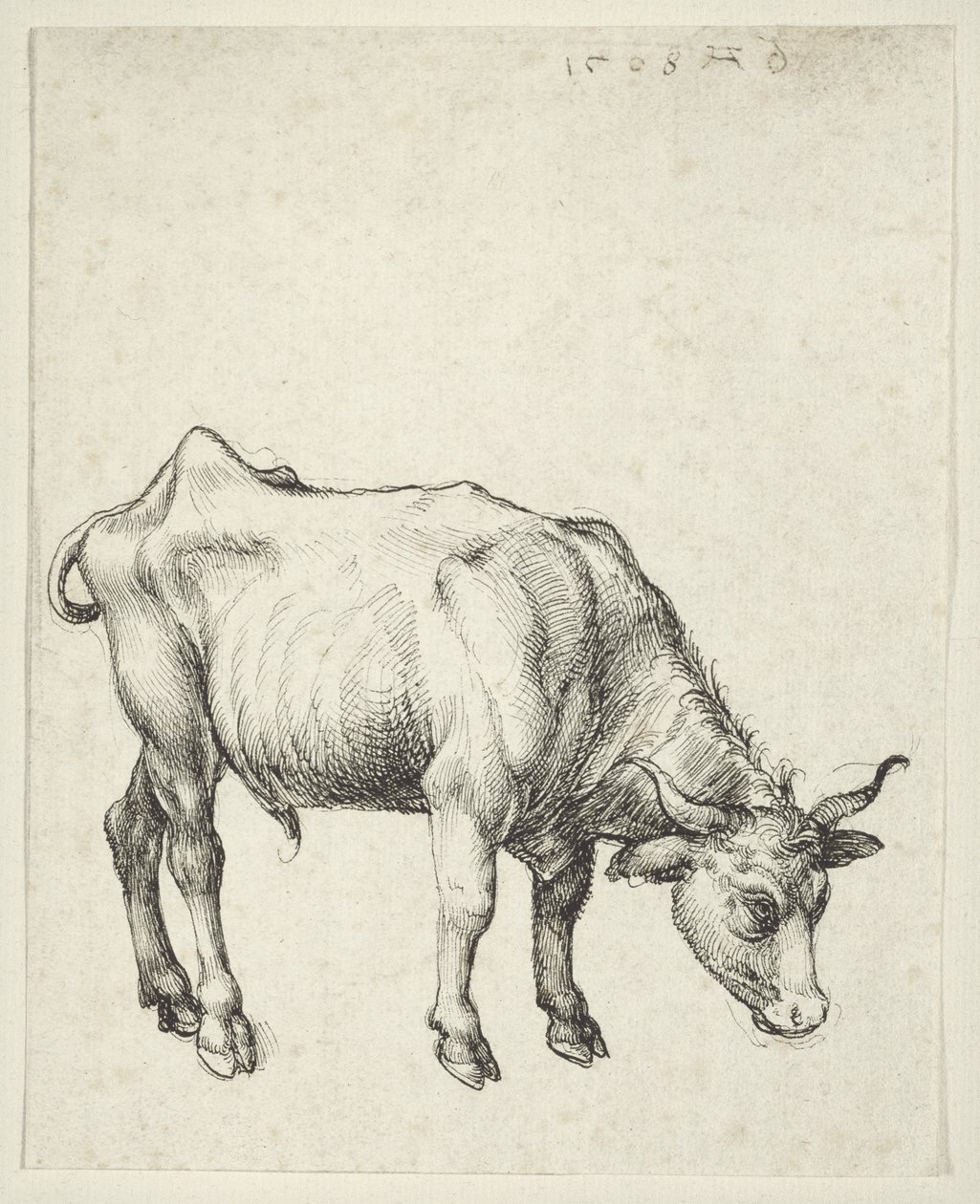 Ung okse, ca. 1493 av Albrecht Dürer