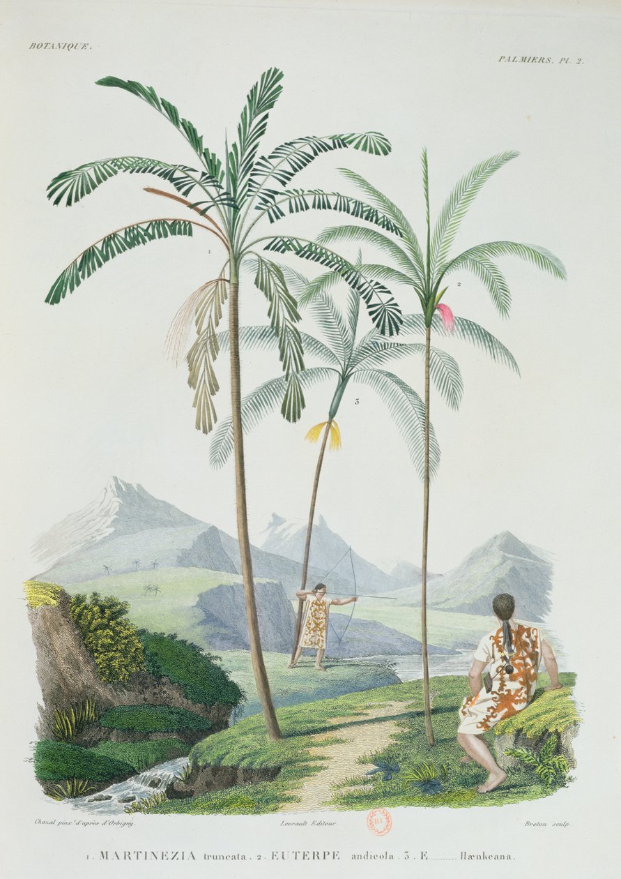Palmer i en fjellrik del av Sør-Amerika, fra Voyage dans lAmerique Meridionale av kunstneren, gravert av Breton, ca. 1834-47 av Alcide DOrbigny