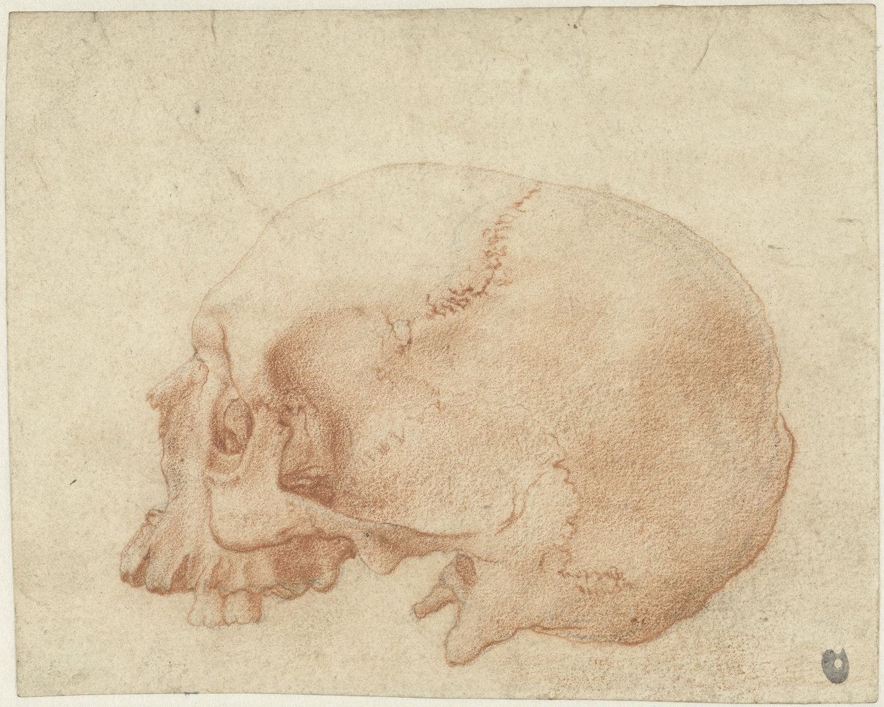 Studie av en hodeskalle av Alessandro Allori