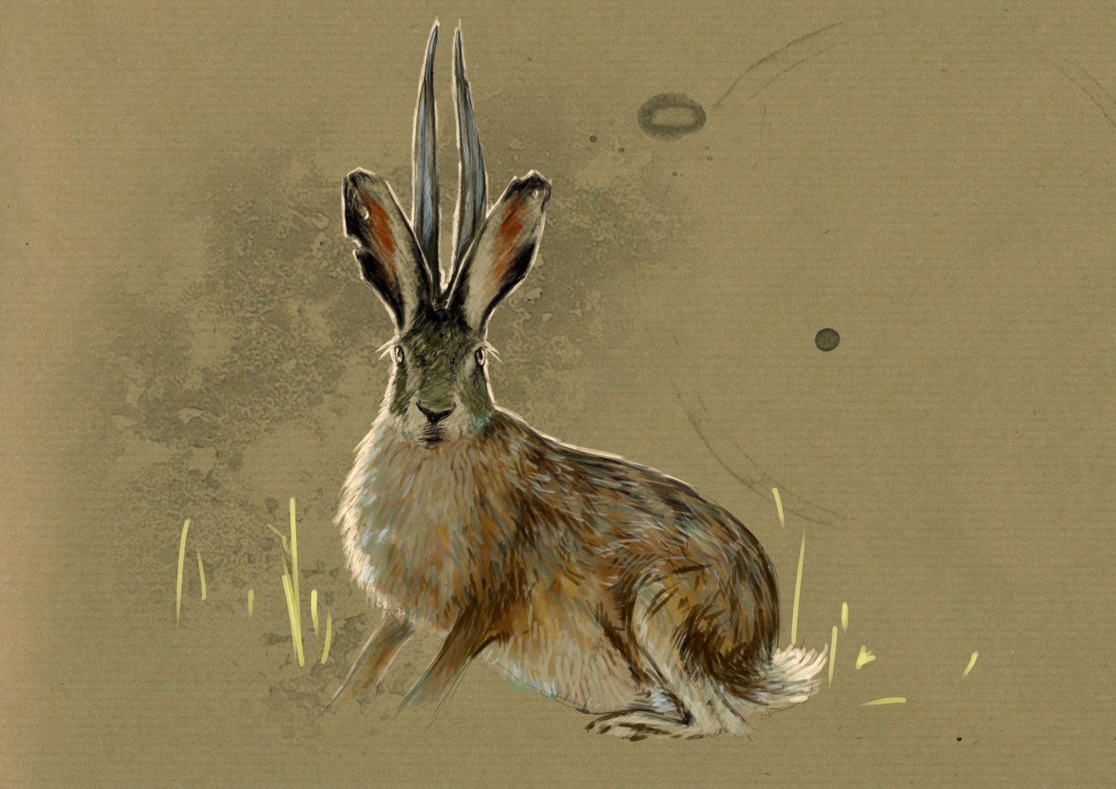 Fantastiske monstre og skapninger, kryptozoologi: representasjon av en sjakalope, legendarisk dyr mi lievre mi antilope (mytisk dyr en jakkekanin med antilopehorn) - Tegning av Alessandro Lonati, 2012 av Alessandro Lonati