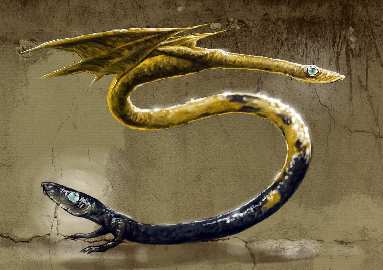 Fantastiske monstre og skapninger, kryptozoologi: representasjon av en Amphisbene, mytologisk slange med to hoder - (Amphisbaenamythological, maur-spisende slange med et hode i hver ende) Tegning av Alessandro Lonati, 2012 av Alessandro Lonati