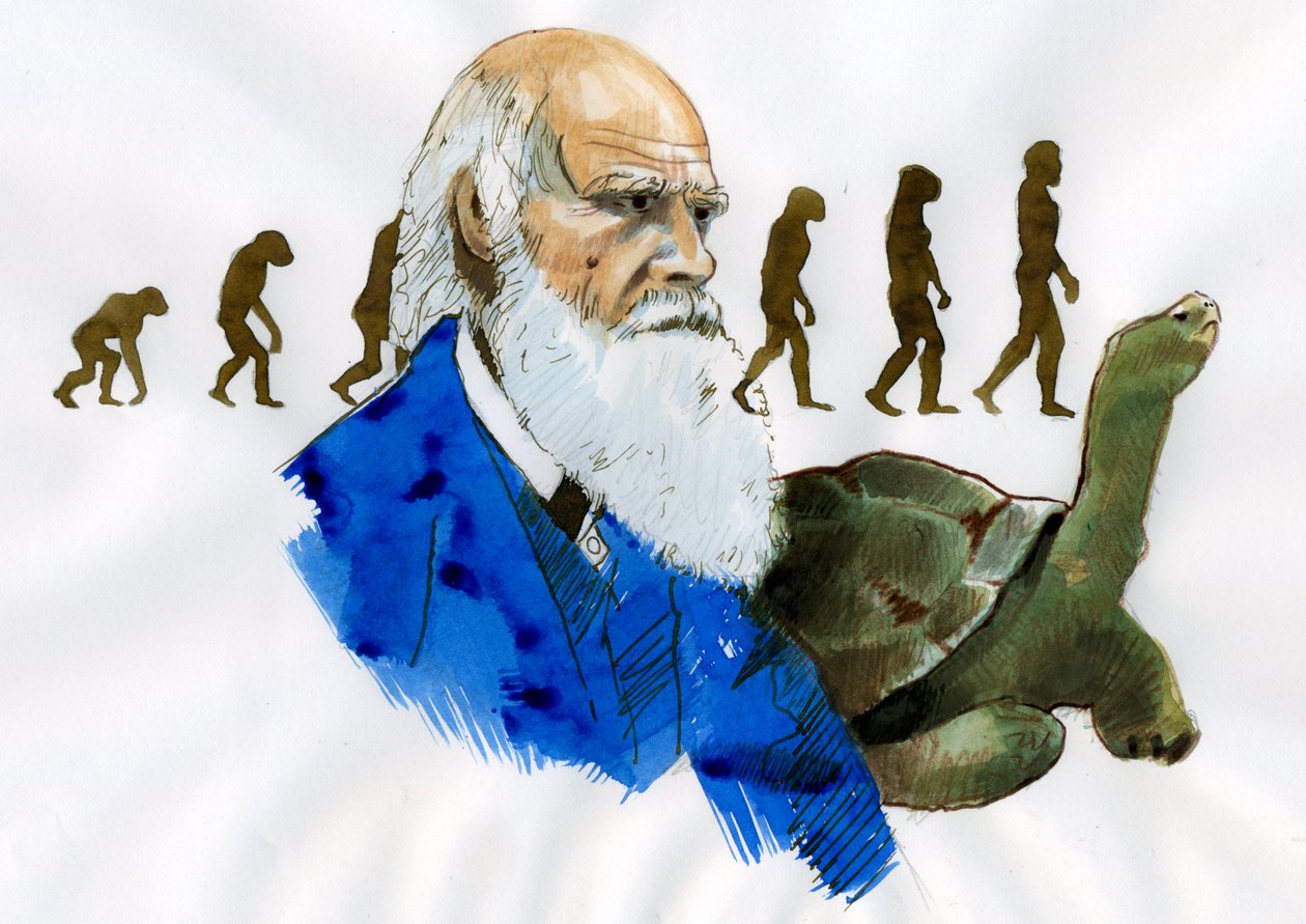 Portrett av Charles Darwin - Portrett av den engelske naturforskeren Charles Darwin (1809-1882) Illustrasjon av Alessandro Lonati