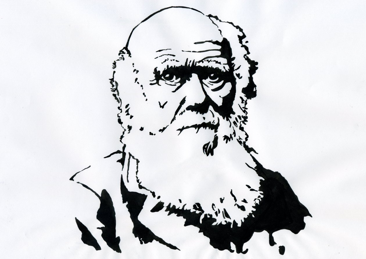 Portrett av Charles Darwin - Portrett av den engelske naturforskeren Charles Darwin (1809-1882) Illustrasjon av Alessandro Lonati