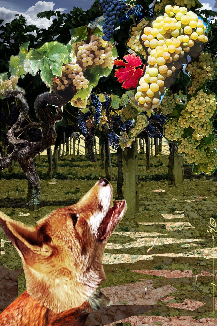Reven og druene Illustrasjon for fabelen om Esope (7.–6. århundre f.Kr.) gresk forfatter. Illustrasjon av Alesandro Lonati. 2010 av Alessandro Lonati