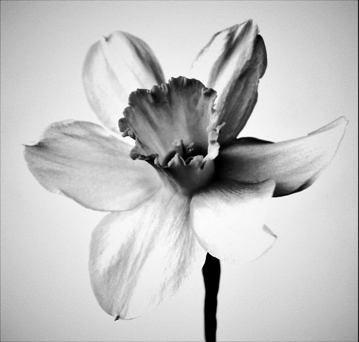 Herb, 2019 (fotografi) av Alex Caminker