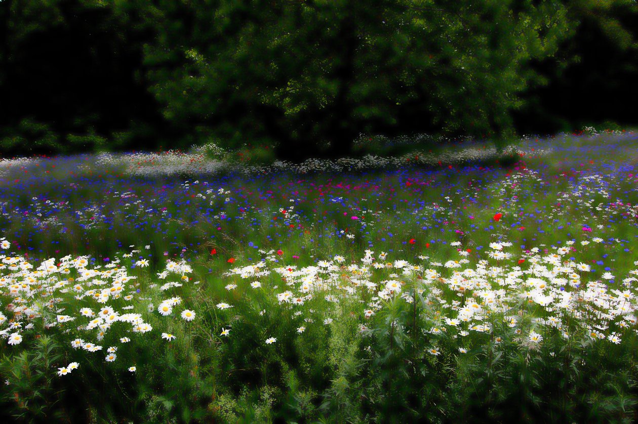 Music Meadow, 2019, (fotografi) av Alex Caminker