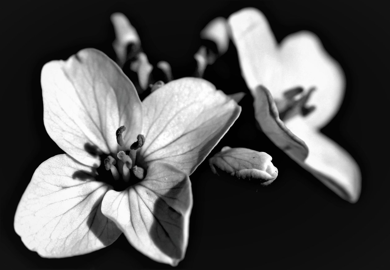 Naturlig komposisjon, 2019, (fotografi) av Alex Caminker