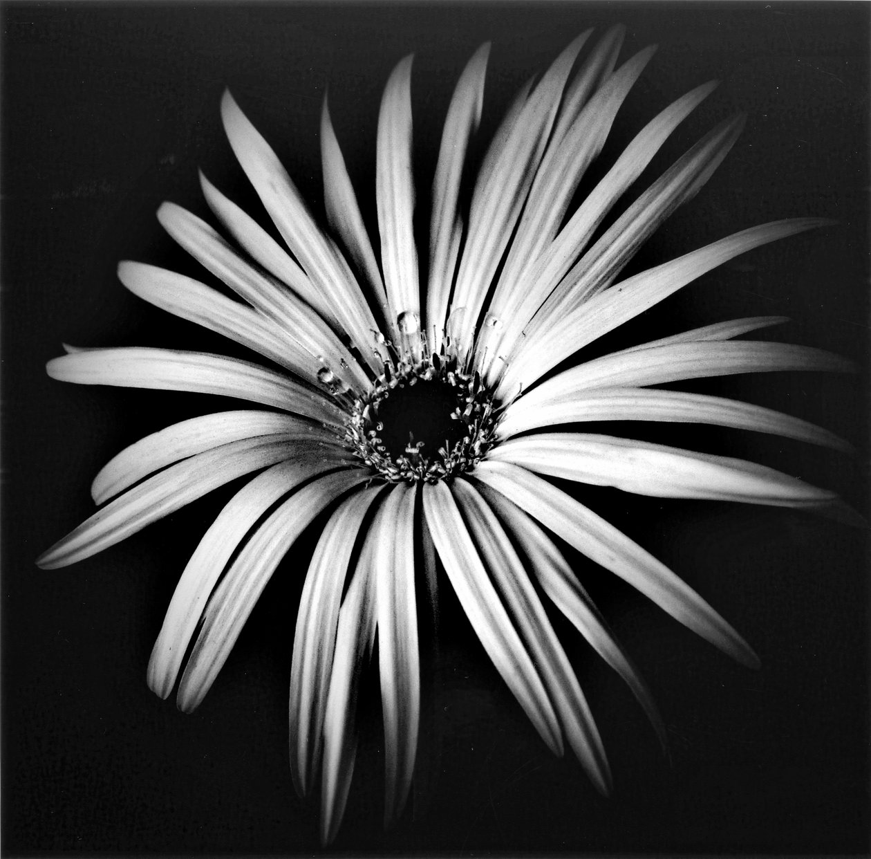 Star, 2019, (blandet media) av Alex Caminker