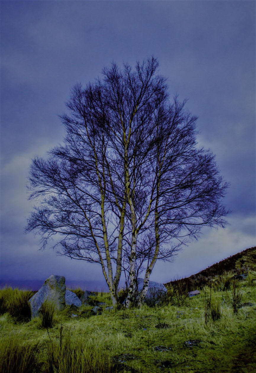 Tofarget landskap, 2019, (fotografi) av Alex Caminker