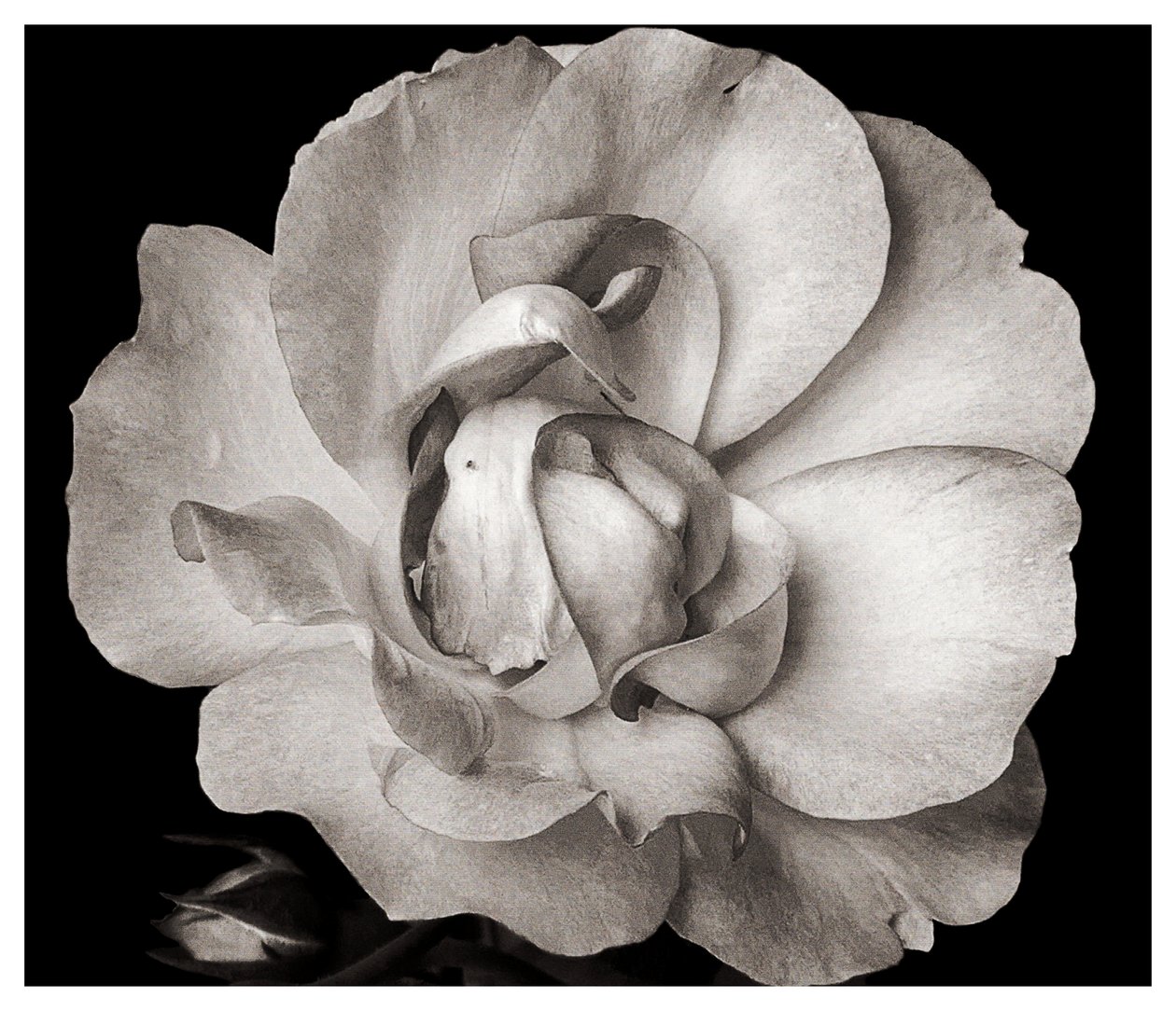 Uten tittel, 2019, (fotografi) av Alex Caminker