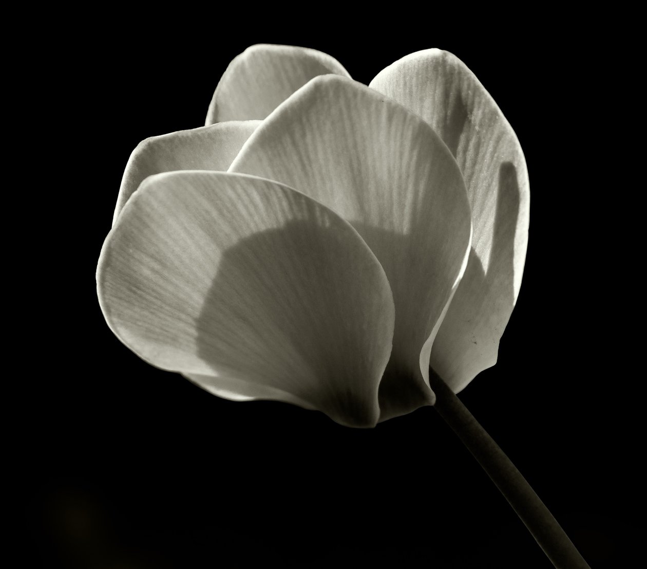 Uten tittel, 2019, (fotografi) av Alex Caminker