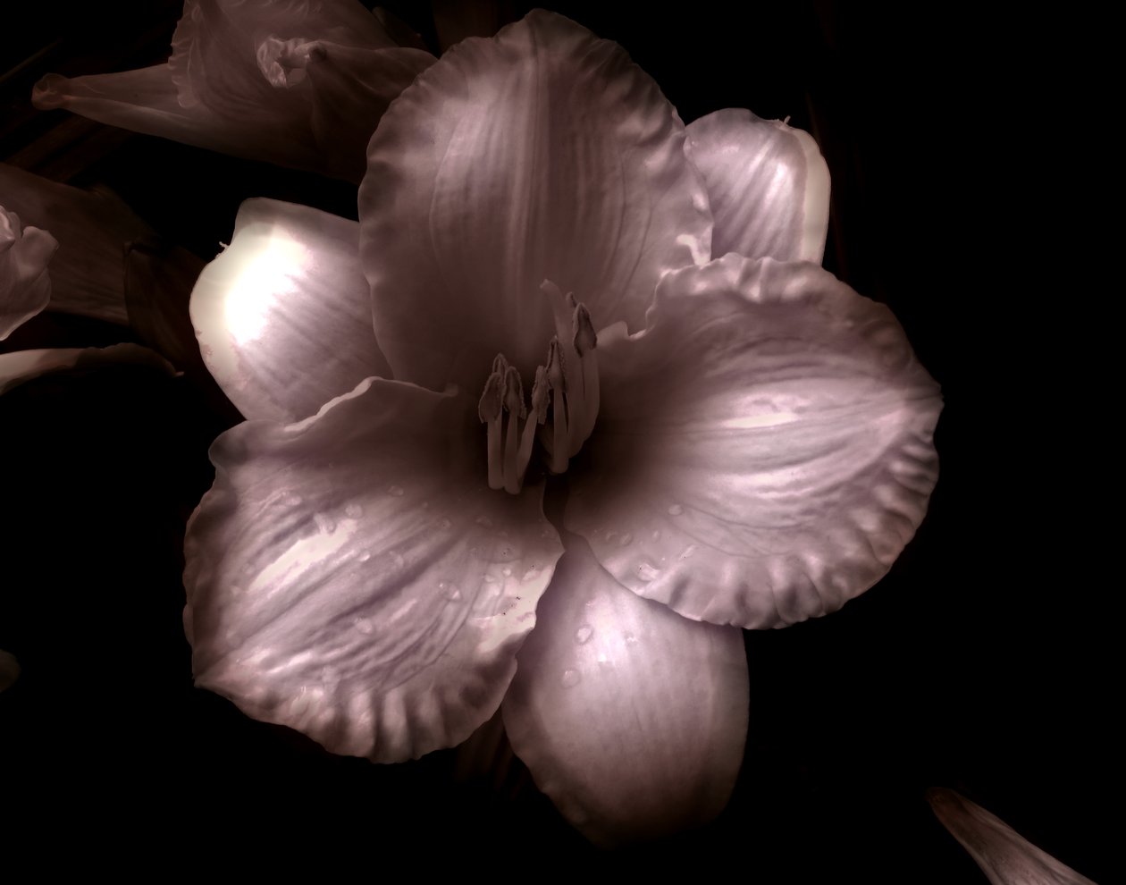 Uten tittel, 2019, (fotografi) av Alex Caminker