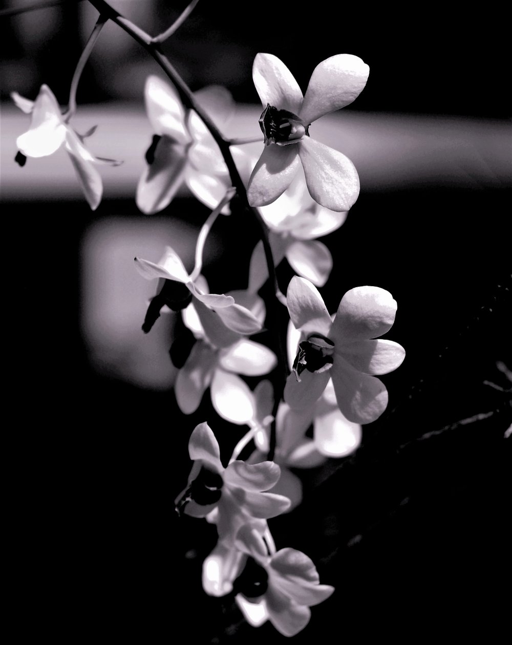 gjeng, 2019, (fotografi) av Alex Caminker