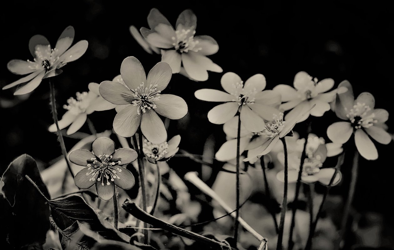 kor, 2019, (fotografi) av Alex Caminker