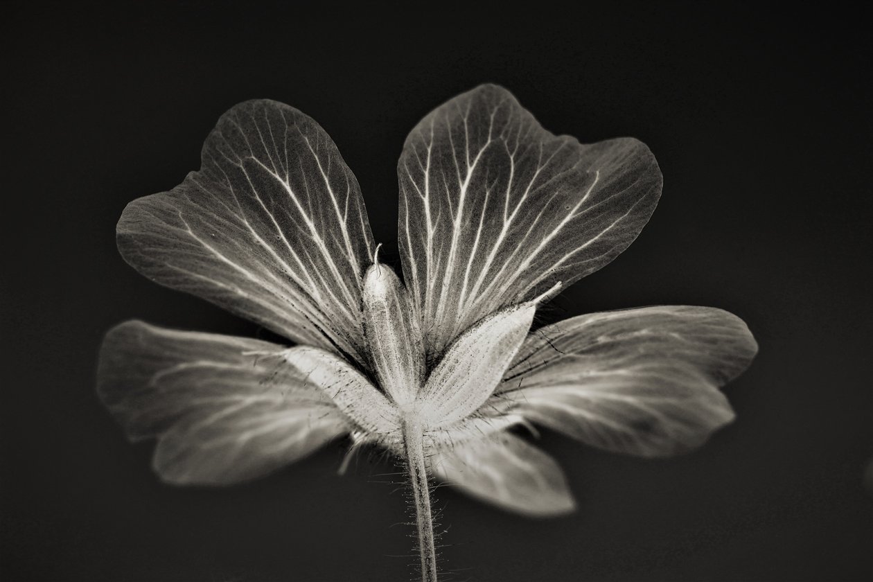 klarhet, 2019, (fotografi) av Alex Caminker