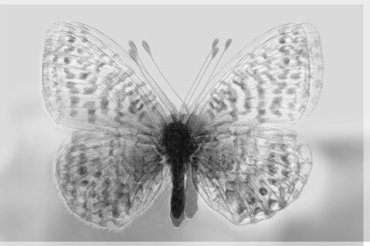 clarity butterfly, 2019, (blandet media) av Alex Caminker