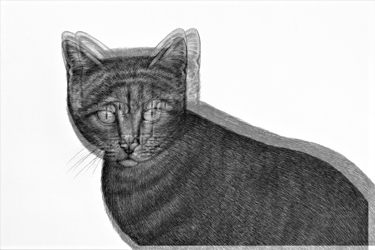elektrisk katt, 2019, (blandet media) av Alex Caminker