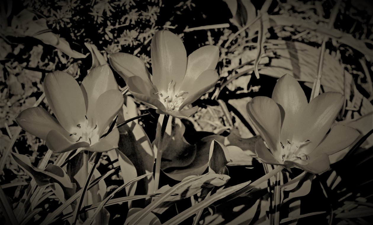 familie, 2019, (fotografi) av Alex Caminker