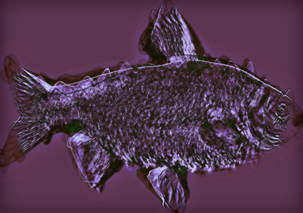 fisk, 2020, (blandet media) av Alex Caminker