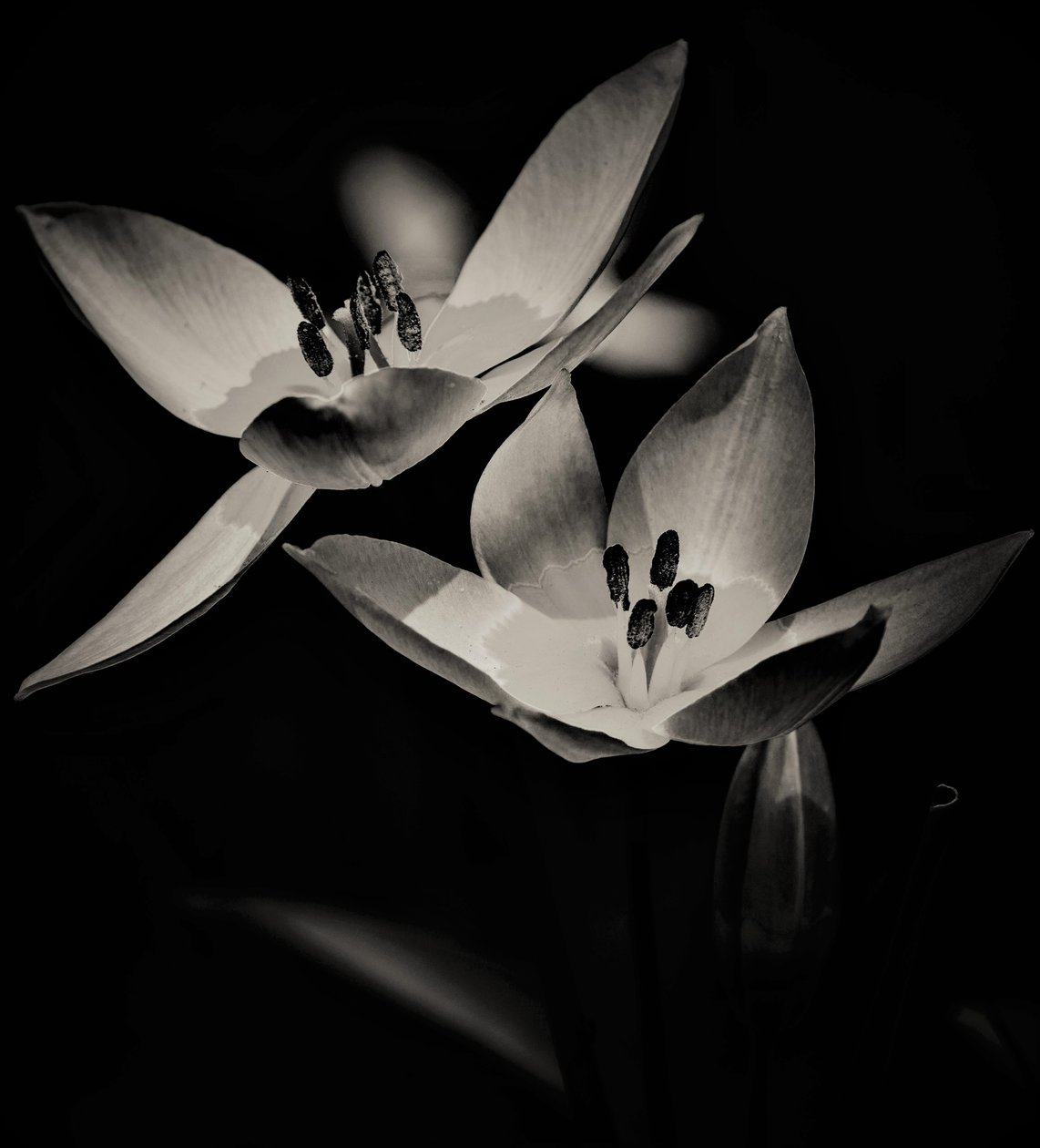 fly, 2019,(fotografi) av Alex Caminker
