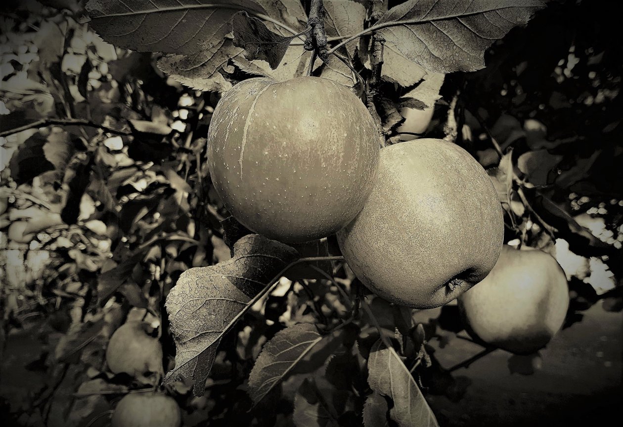naturlige objekter, 2019, (fotografi) av Alex Caminker