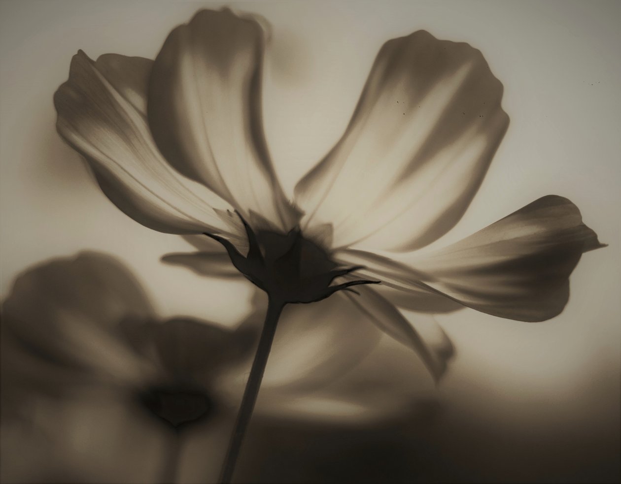 naturlig røntgen, 2019, (fotografi) av Alex Caminker