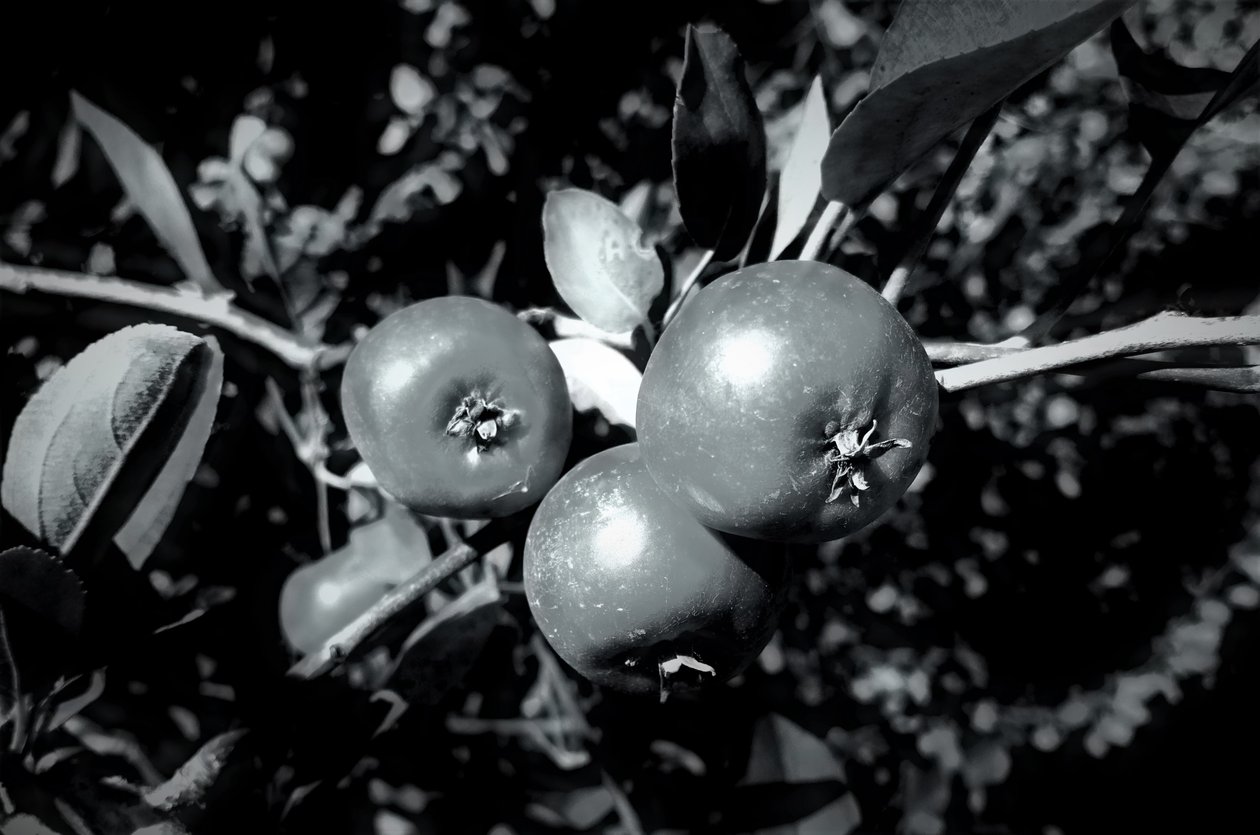 oppbevaring, 2019, (fotografi) av Alex Caminker