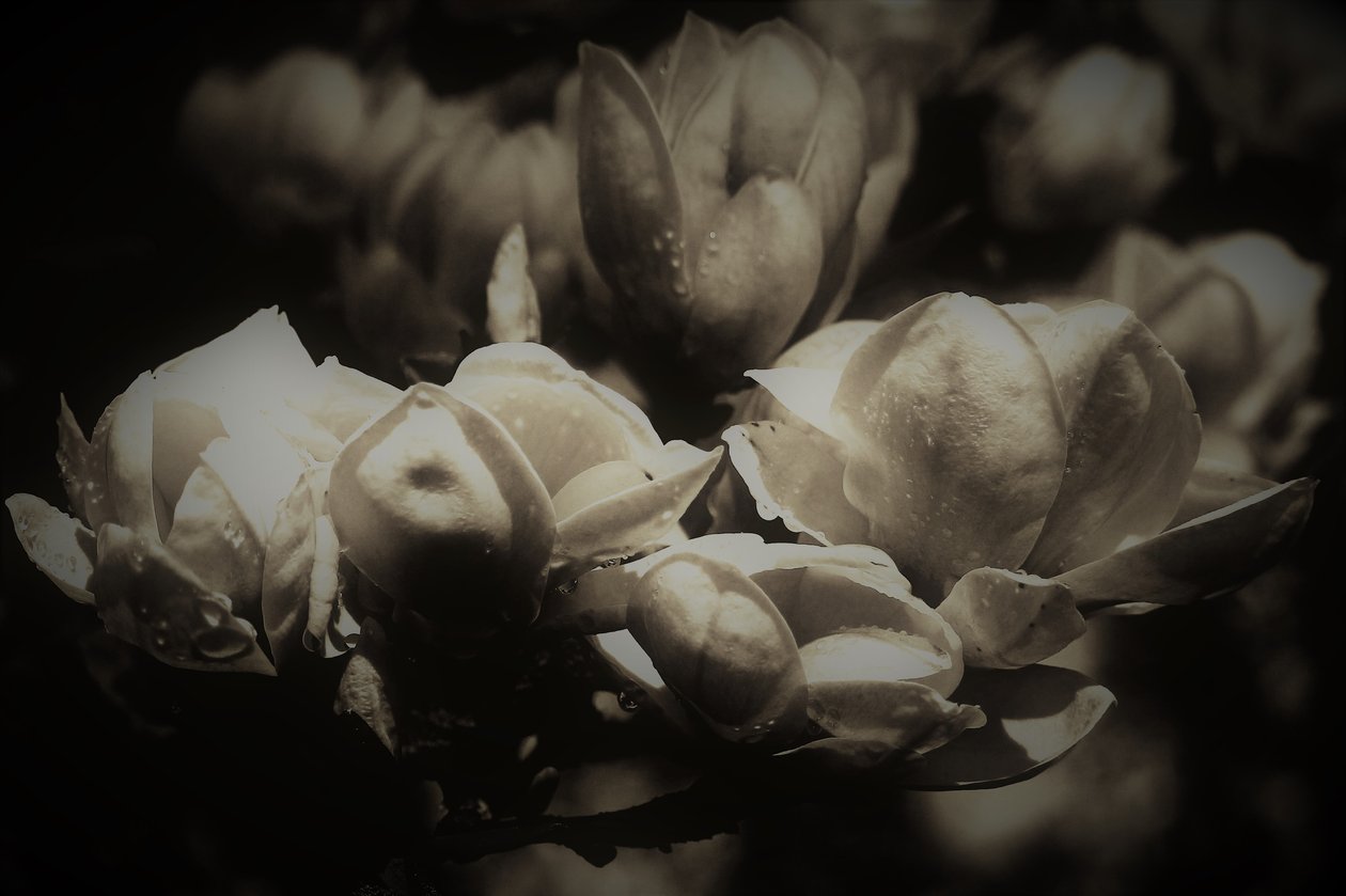 hemmelig anatomi, 2019, (fotografi) av Alex Caminker