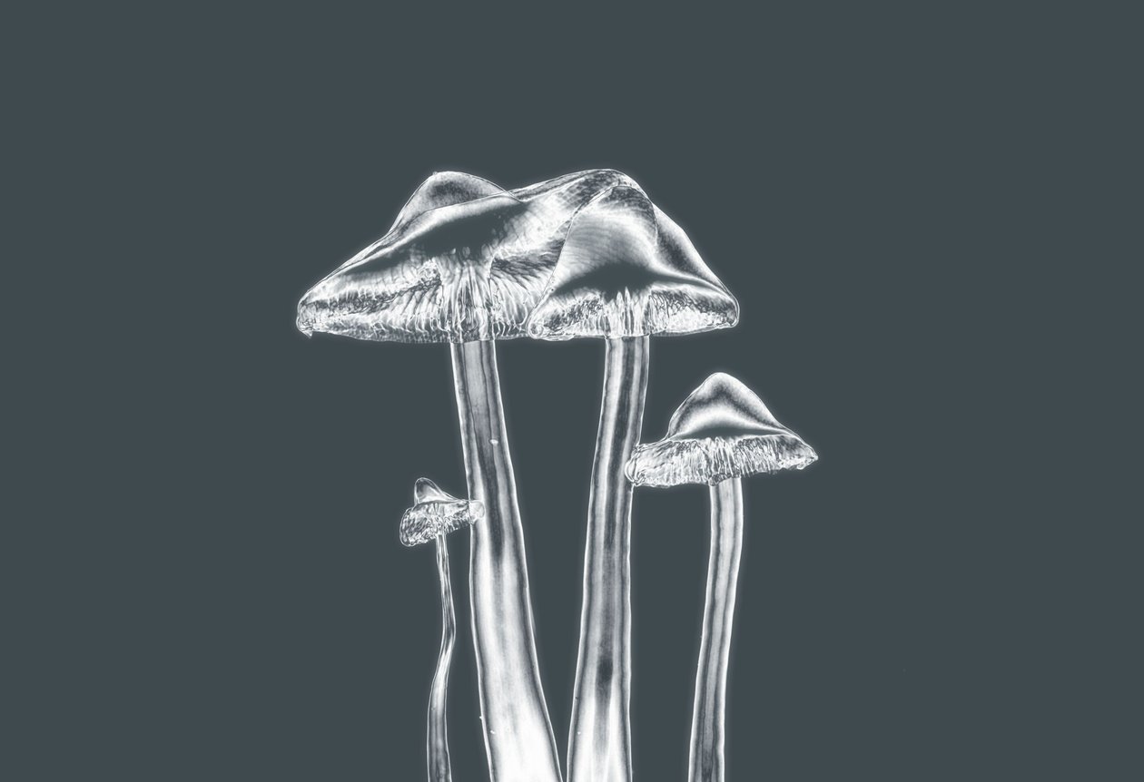 sølvsopp, 2019, (fotografi) av Alex Caminker