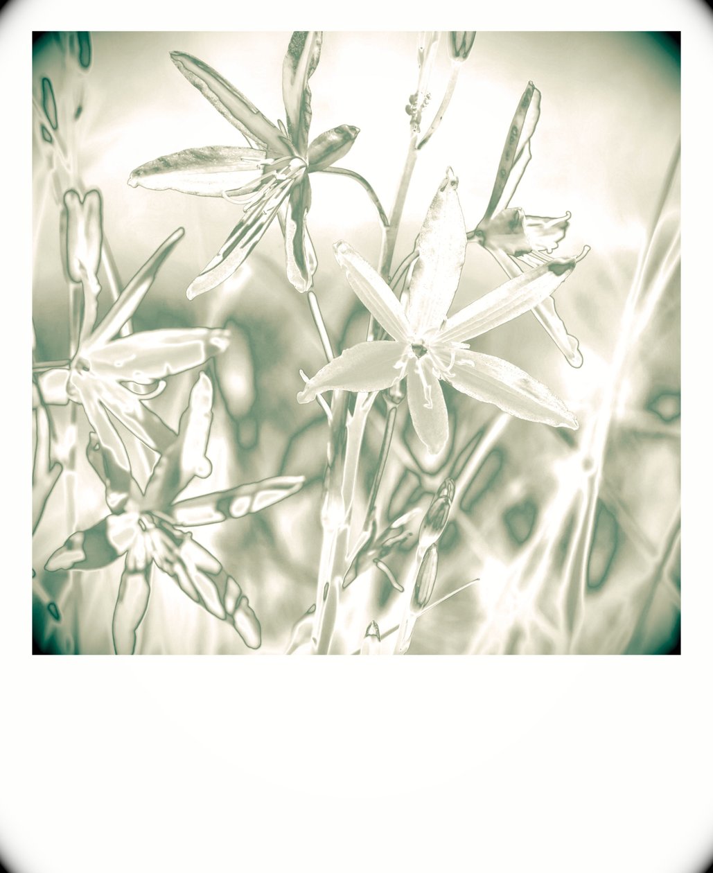 sølvplanter, 2019, (fotografi) av Alex Caminker
