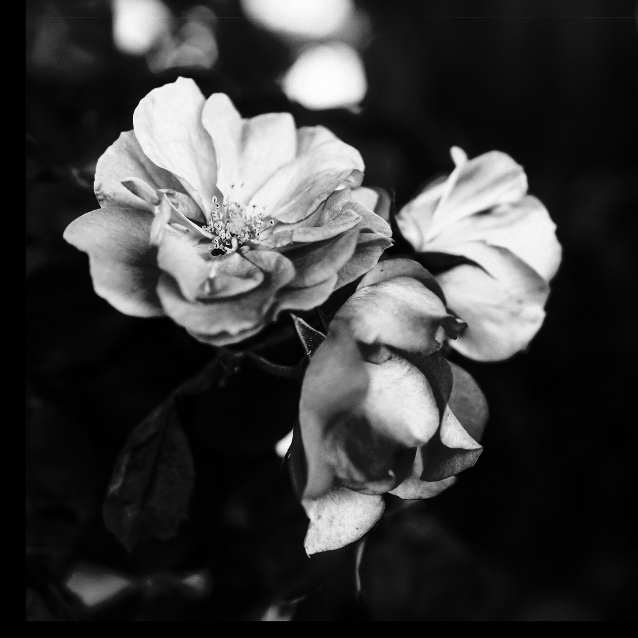 tre blomster, 2019, (fotografi) av Alex Caminker