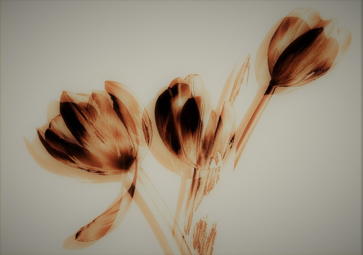 tulipaner, 2019, (blandet media) av Alex Caminker