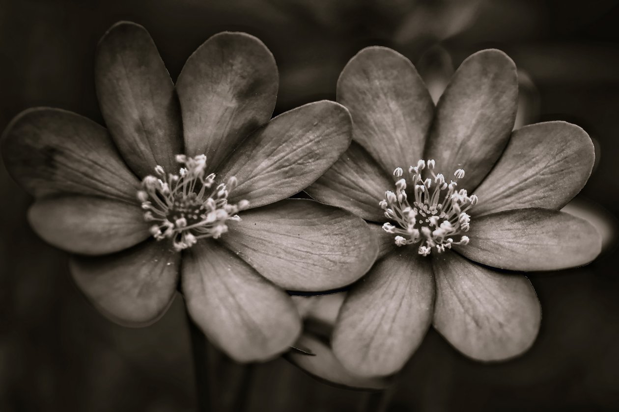 tvillinger, 2019, (fotografi) av Alex Caminker