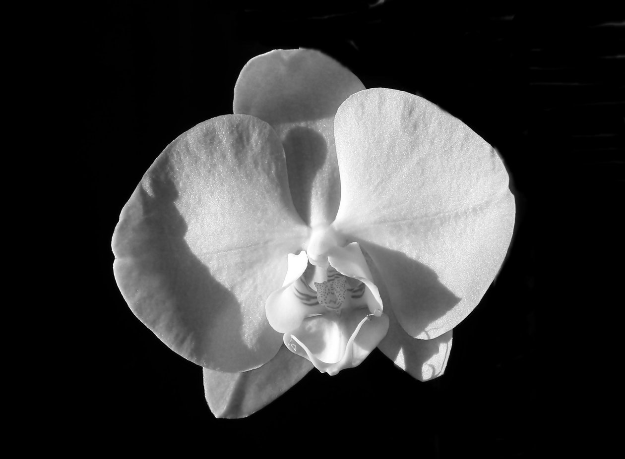 uten tittel(blomst),2019,(fotografi) av Alex Caminker