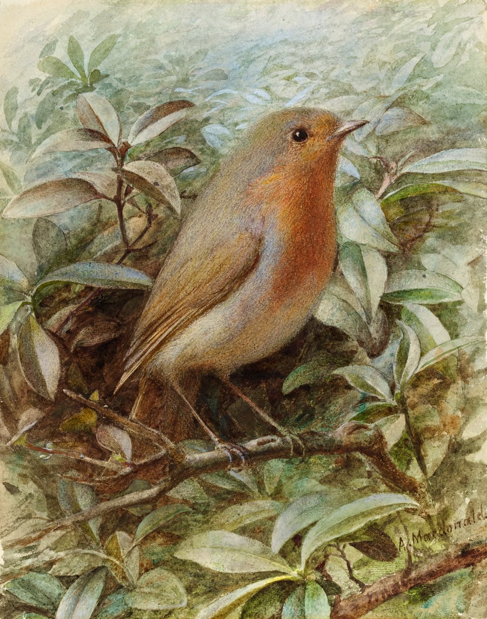 Robin på en kvist av Alexander Macdonald