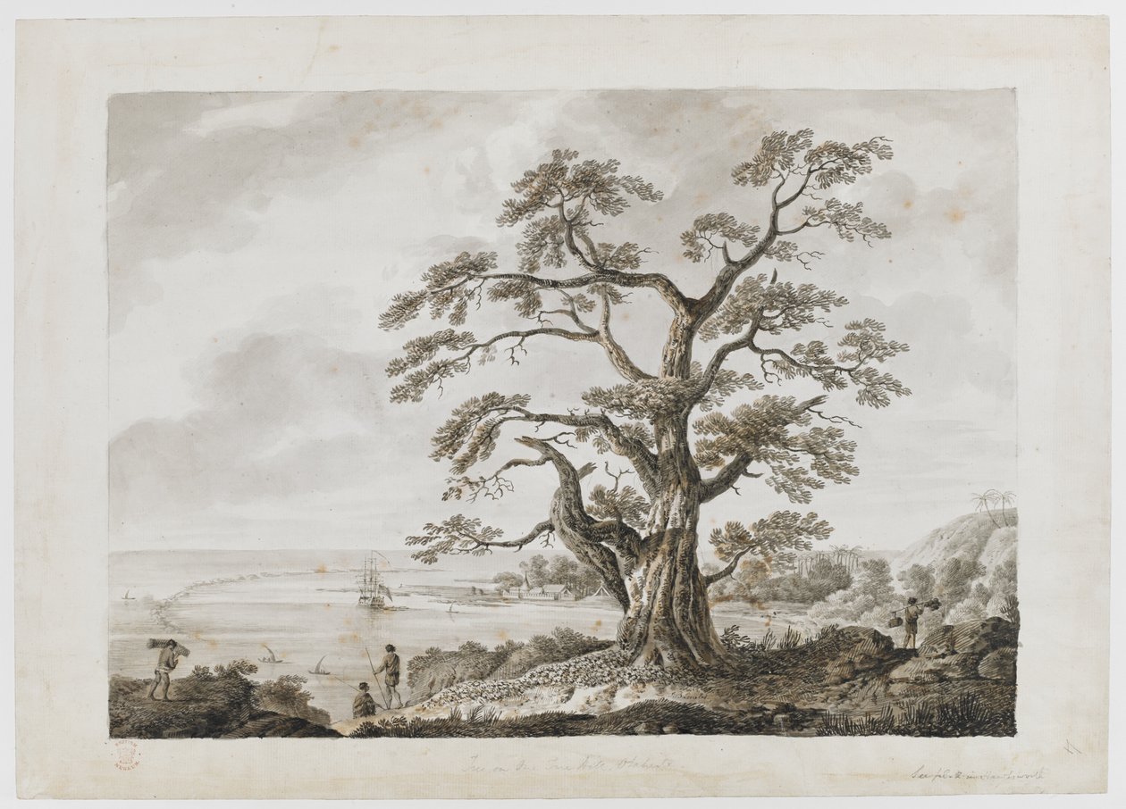 Legge til. 15508, nr.4, Tree on the Tree Hill, Otaheite, fra 