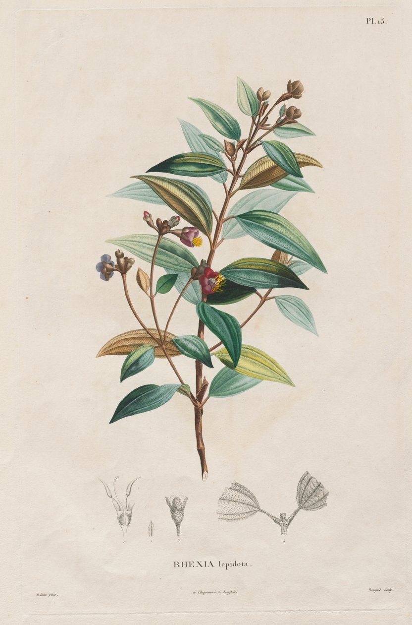 Reise til jevndøgnsregionene på det nye kontinentet, laget i årene 1709 til 1804: Monografi av Melastomaceae: nr. 15 av Alexander, Freiherr von Humboldt
