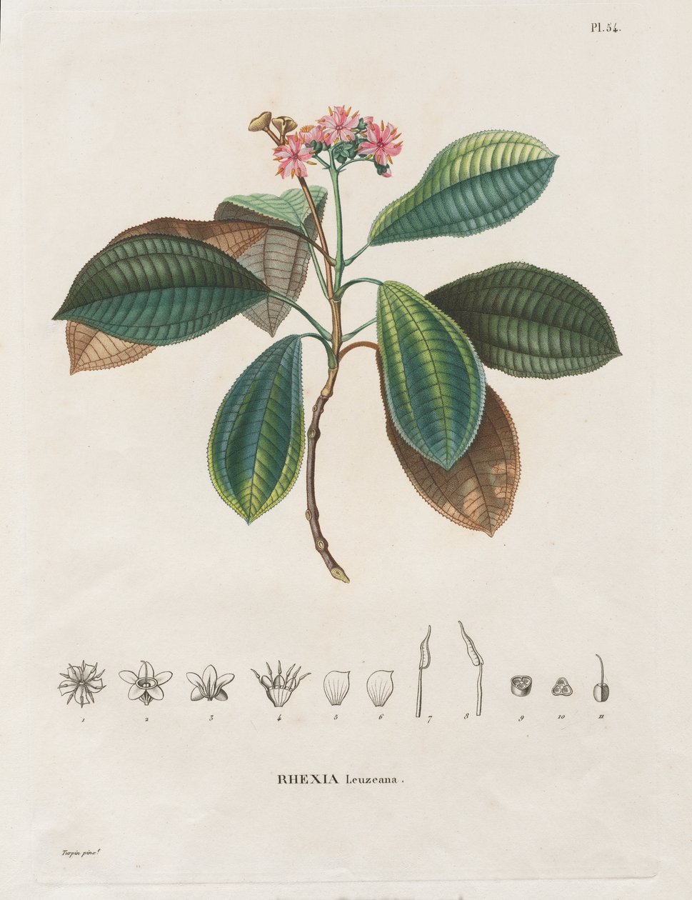Reise til jevndøgnsregionene på det nye kontinentet, laget i årene 1709 til 1804: Monografi av Melastomaceae: nr. 54 av Alexander, Freiherr von Humboldt