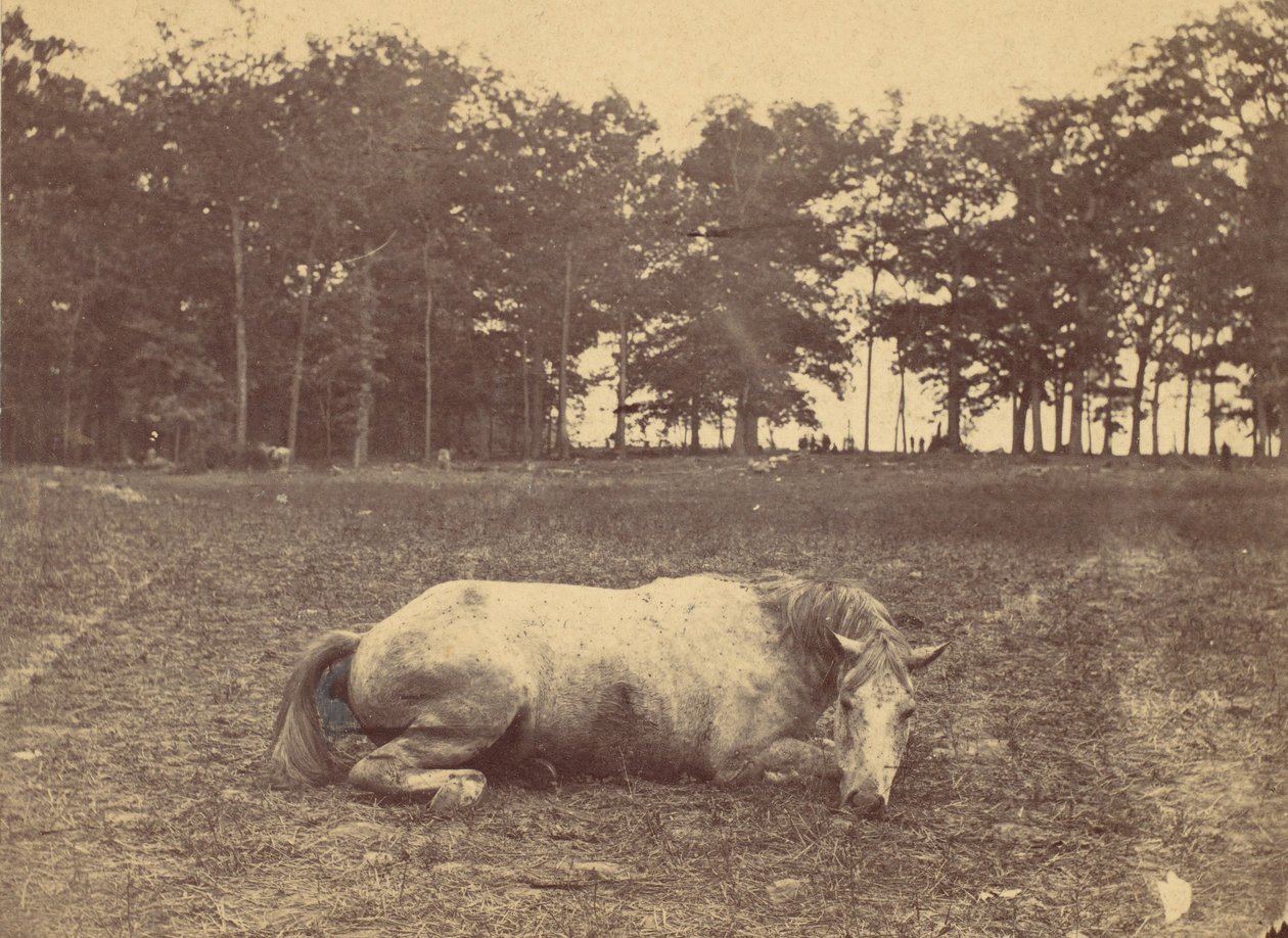Is This Death - Antietam Battlefield, september 1862, 1862. av Alexander Gardner