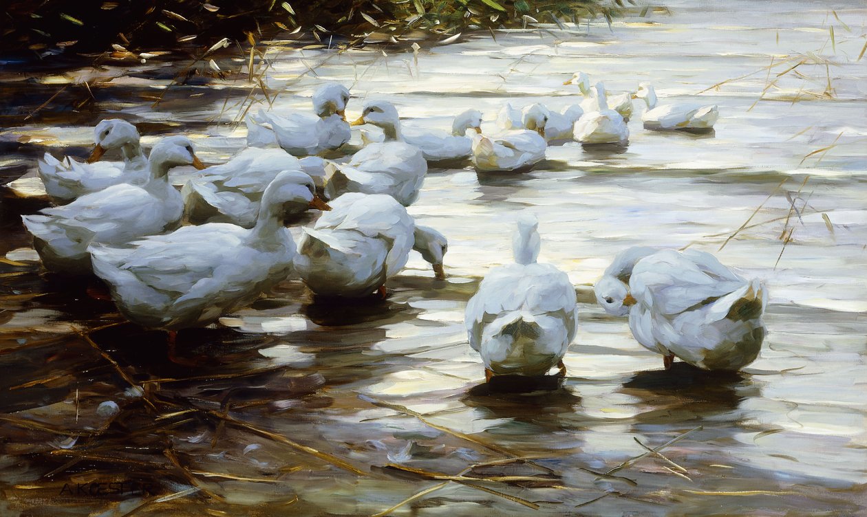 Ender i Shallow Water Reed; Ender i grunt sivvann av Alexander Koester