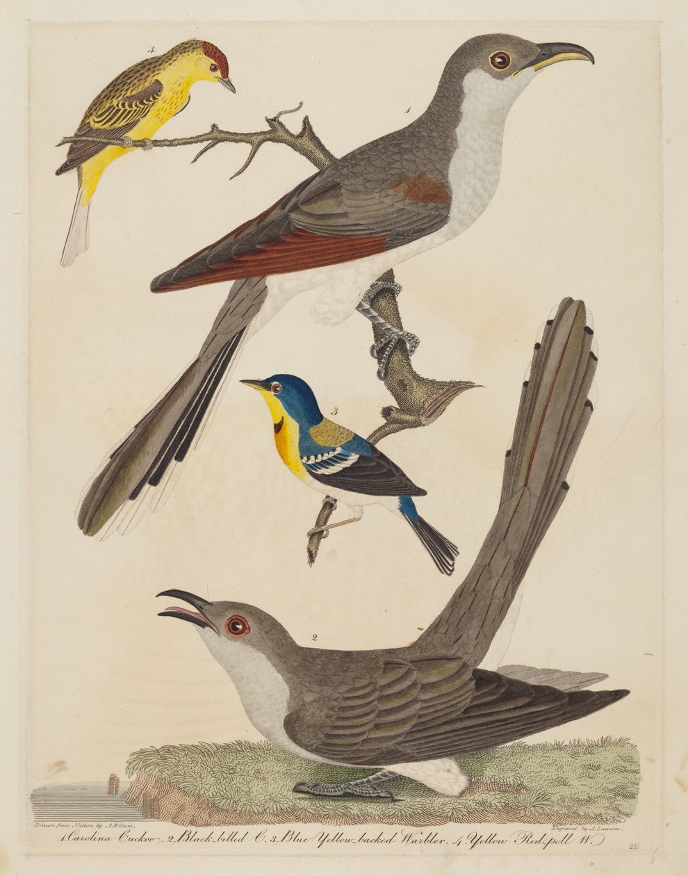 Carolina gjøk, svartnebbgjøk, blå gulryggsanger og gul..., pub. 1808-1814. av Alexander Lawson