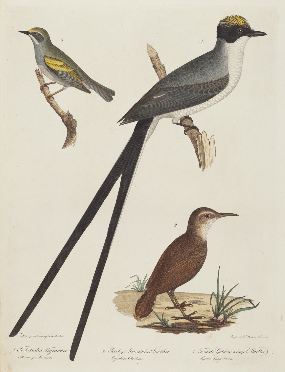 Gaffelhalefluesnapper, Rocky Mountain-maursluker og gullvingehunn. av Alexander Lawson