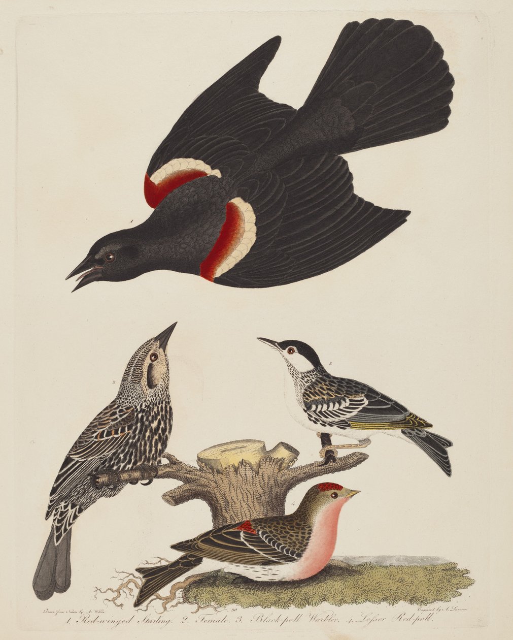 Rødvingestær, Rødvingestær hunn, svartsanger og dverg...,pub.1808-1814. av Alexander Lawson