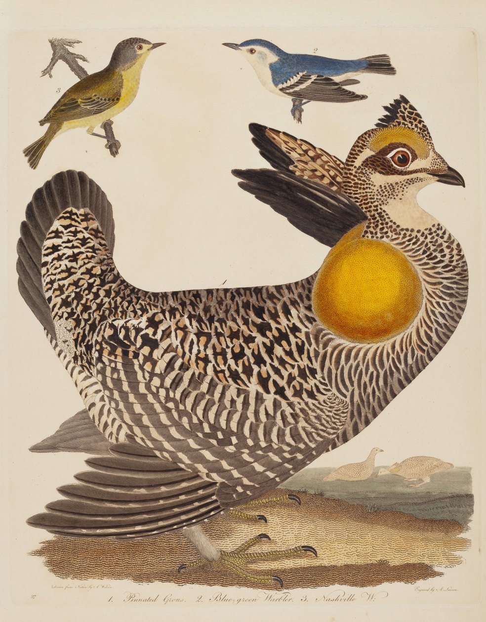 Pinnated Grous, Blue-green Warbler og Nashville Warbler av Alexander Lawson after Alexander Wilson