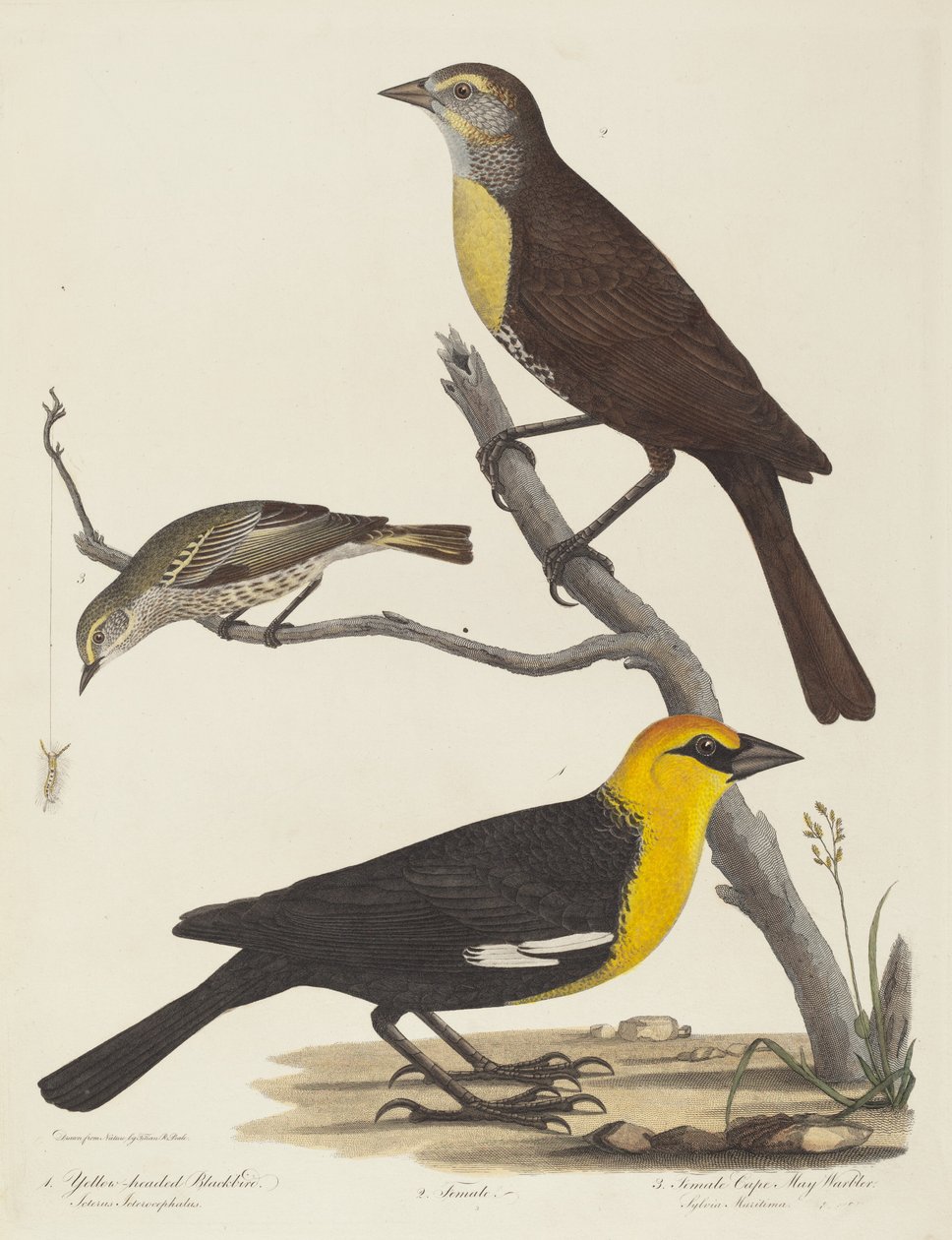 Yellow-headed Blackbird, Female Blackbird, and Female Cape May Warbler   1240508   no       norwegian Successfully Translated  Original: Korean women washing clothes in a river (colour litho) Translat: Korean women washing clothes in a river (colour litho) av Alexander Lawson after Titian Ramsay Peale