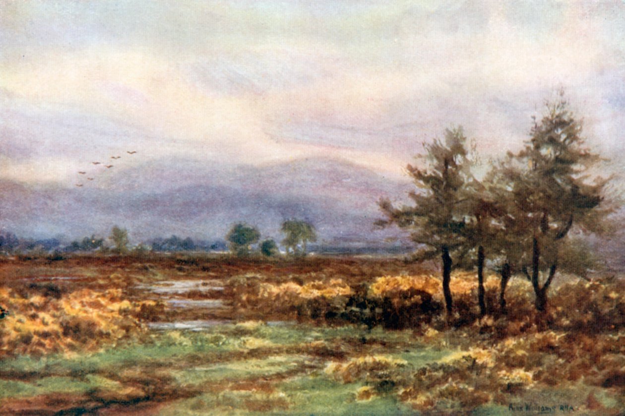  av Alexander Williams