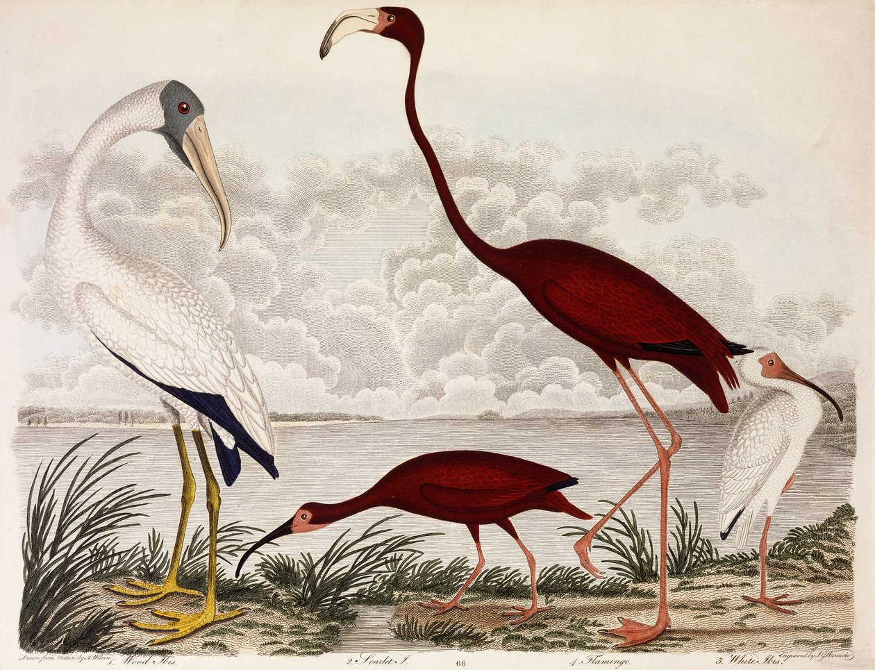 Wood Ibis, Scarlet Flamingo, White Ibis, ca. 1828-1829 av Alexander Wilson