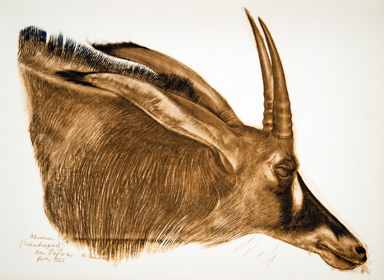 Antelope Hippotrague (Am Dafok), fra Drawings and Paintings of Africa, henrettet under Citroen Center Africa-ekspedisjonen, andre Haardt Audouin-Dubreuil-oppdraget, pub. Paris, 1927 av Alexander Yakovlev