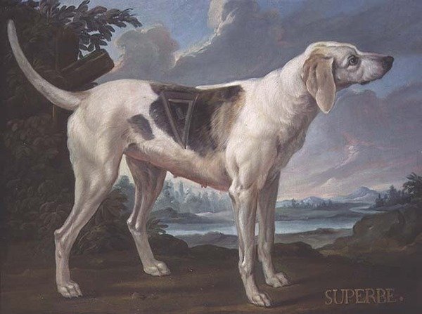 Portrett av en hund "Superbe" fra pakken som tilhører Prince of Conde (olje på lerret) av Alexandre F. (school of) Desportes
