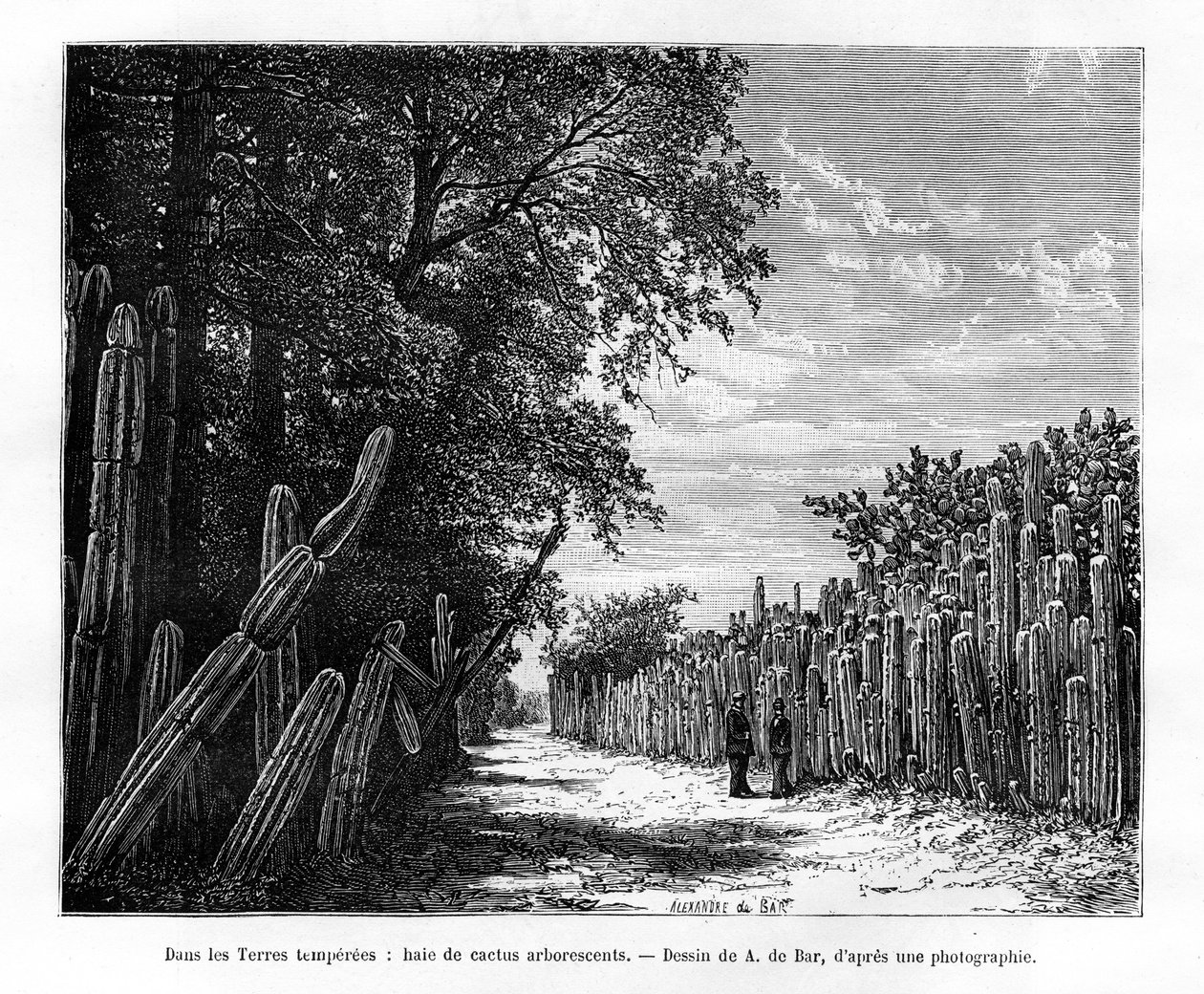 En hekk av arborescerende kaktus, Mexico, 1800-tallet av Alexandre de Bar